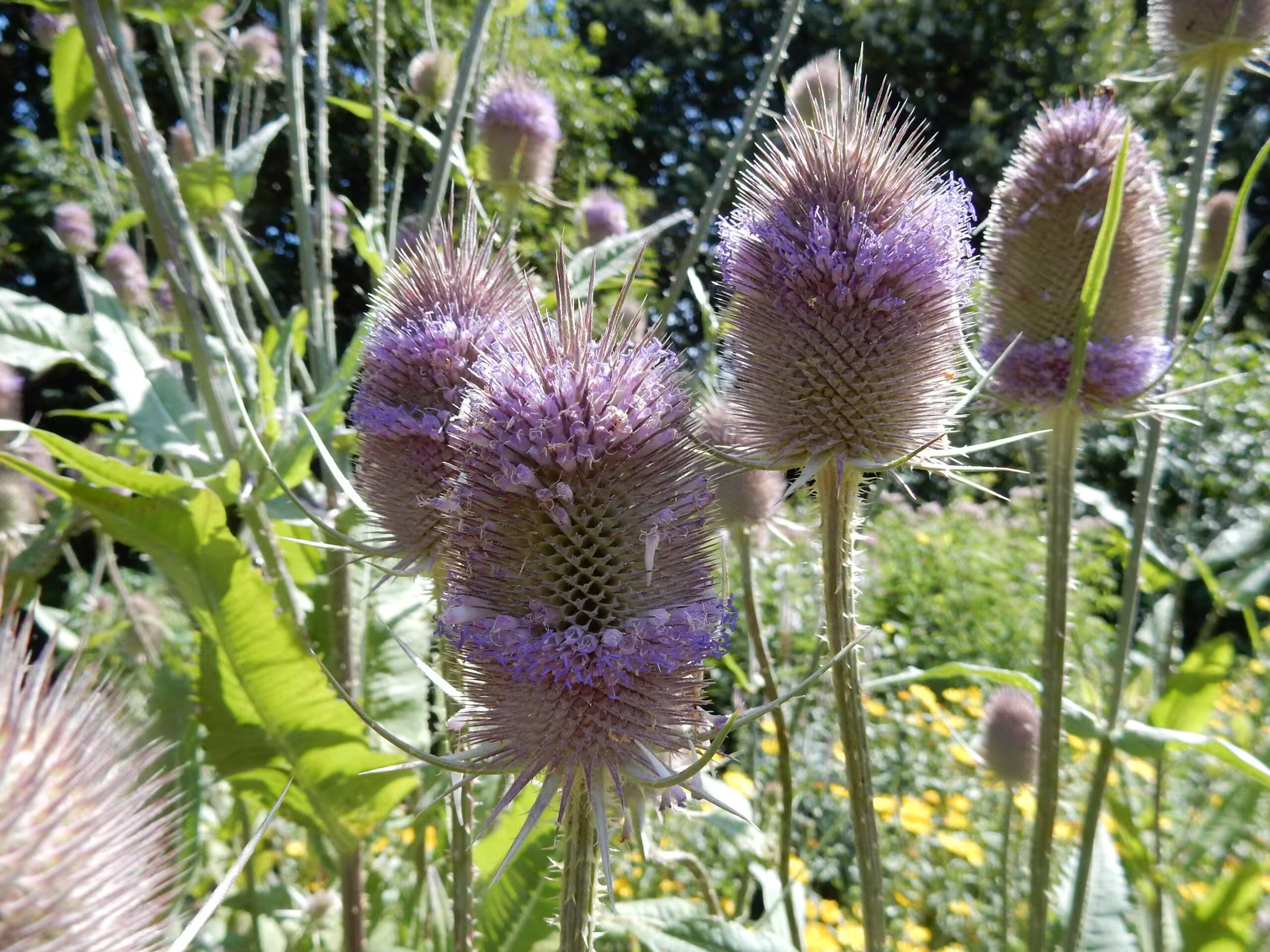 Teasel