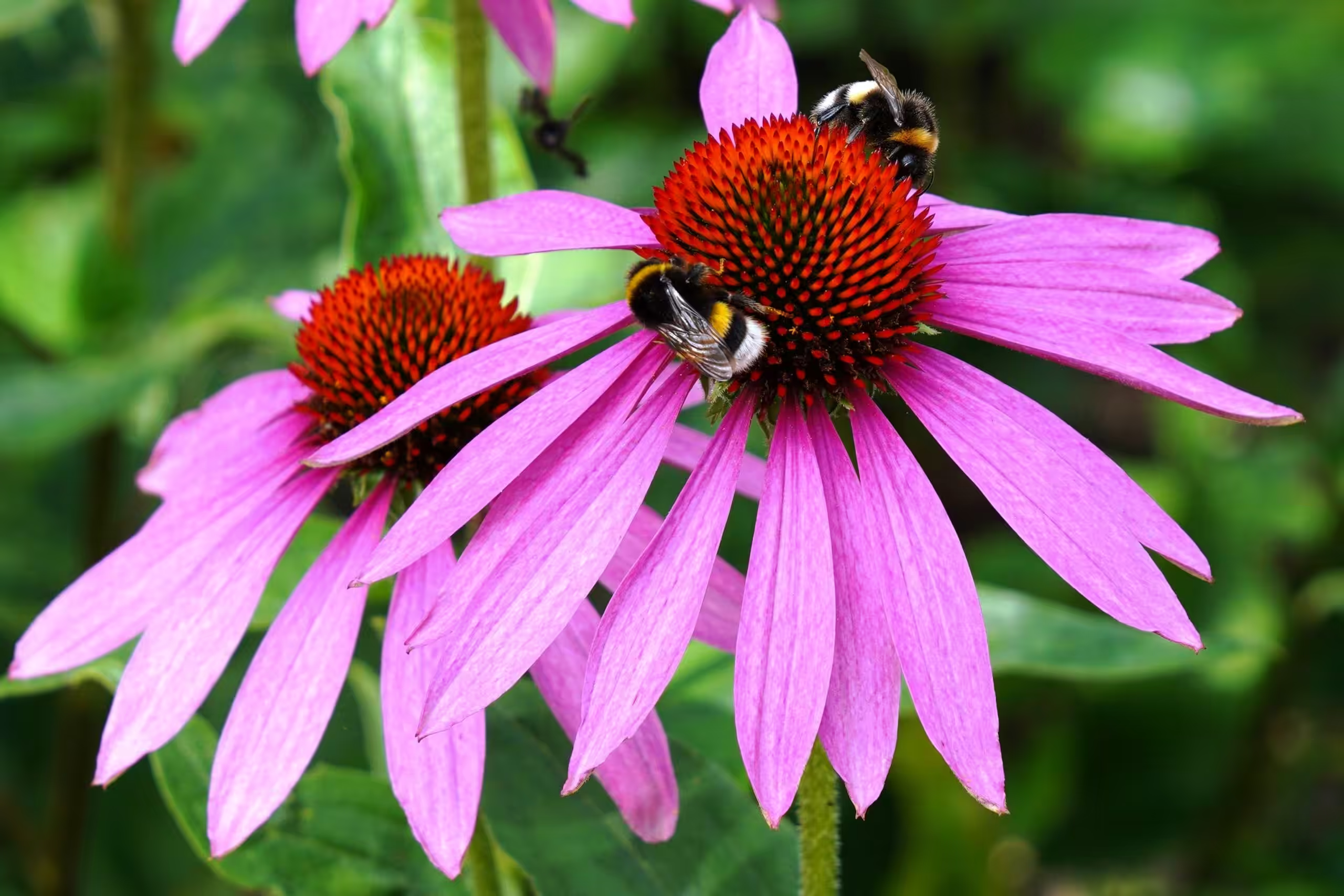Echinacea